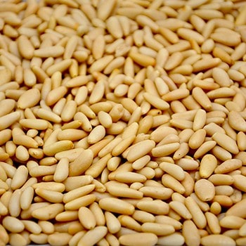 Pine Nut